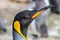 King penguin close up of head and face