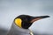 king penguin close-up in South Georgia