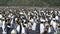 King penguin colony