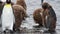 King penguin Colony with chicks