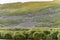 King Penguin - colony in Salisbury Plain a vast plain washed out by the Grace Glacier on South Georgia