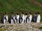 King penguin colony in South Georgia Antarctica