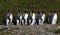 King penguin colony in South Georgia Antarctica