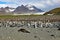 King penguin colony on South Georgia Island