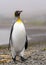 king penguin comes out of the sea in South Georgia wet - with drops of water on its plumage