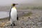 king penguin comes out of the sea in South Georgia wet - with drops of water on its plumage