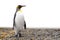 king penguin comes out of the sea in South Georgia wet - with drops of water on its plumage