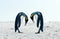 King penguin courtship behaviour during mating season