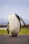 King Penguin craning his neck, Cape Town, South Africa