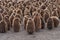 King Penguin Creche - Falkland Islands