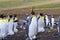 King Penguin with Egg above feet. Singing at a rookery in the Falkland Islands