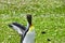 King Penguin flapping his wings.