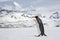 King penguin in fresh snow on South Georgia Island