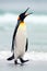 King penguin going from blue water, Atlantic ocean in Falkland Island. Sea bird in the nature habitat. Penguin in the water.