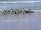 King Penguin Group, Aptenodytes patagonica, comes from the sea on the beach of Volunteer Point, Falklands / Malvinas