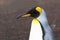 King Penguin Head Portrait. At a rookery in the Falkland Islands