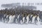 King penguin huddle