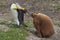 King Penguin with Hungry Chick - Falkland Islands