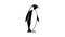 King penguin icon animation