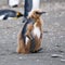 King penguin - juvenile penguin, funny chick, losing his fluffy brown baby feather dress, molting feathers