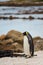 King Penguin kicking up sand in Cape Town, South Africa