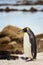 King Penguin kicking up sand in Cape Town, South Africa