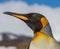 King penguin in left profile on Falkland Islands near Antarctica