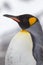 King penguin left profile with sand on chest from sliding