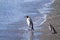 King penguin on Martillo island beach, Ushuaia