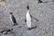 King penguin on Martillo island beach, Ushuaia