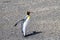 King penguin on Martillo island beach, Ushuaia