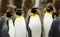 King Penguin Meeting