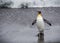 King penguin returning from the sea