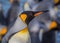 King penguin right profile with blurred background