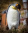 King penguin in among rusty remains of the deserted whaling village