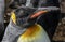 King penguin`s head 6