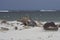 King Penguin on a sandy beach