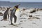 King Penguin on a sandy beach