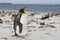 King Penguin on a sandy beach