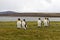 King Penguin sitting near a lake