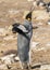 King Penguin standing erect at Bluff Cove calling to others