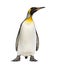 King penguin standing, isolated