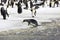 A king Penguin tries to get ashore from the slush on Salisbury Plain on South Georgia