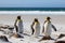 King penguin trio on the beach