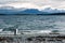 King penguin walking on the shore near Ushuaia, mountains in the background