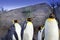 King Penguins