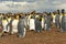 king penguins