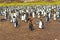 king penguins