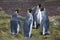 King penguins