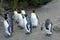 King penguins all looking in the same direction. Birds are called Aptenodytes patagonicus in Latin